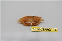 藏品(漢氏梭子蟹)的圖片